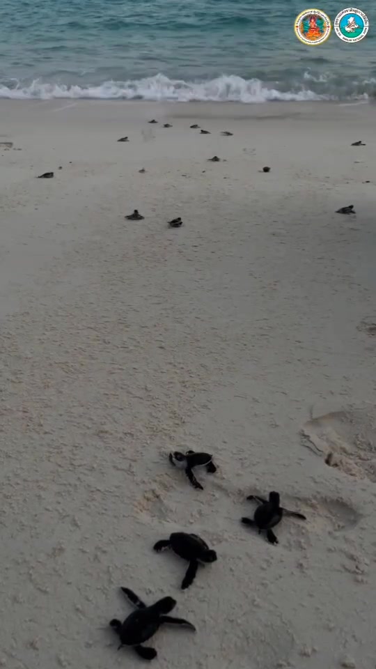 อุทยานแห่งชาติหมู่เกาะสิมิลัน-ปล่อยลูกเต่าตนุ-71-ตัว-กลับสู่