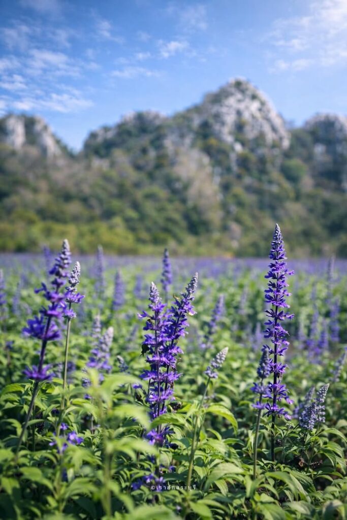 -รออีกนิด…ความคิดถึงกำลังผลิบาน-เตรียมพบกับ-บลูซัลเวีย-ที