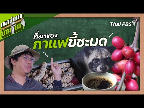 ที่มาของกาแฟขี้ชะมด | สูตรลับฉบับบ้านนา | มหาอำนาจบ้านนา