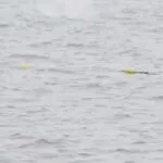 สุขล้นทะเล-อุทยานแห่งชาติ-หมู่เกาะอ่างทอง-เผยภาพ-“โลมาหลังโหนก”-3