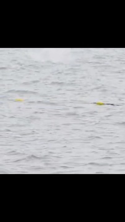 สุขล้นทะเล-อุทยานแห่งชาติ-หมู่เกาะอ่างทอง-เผยภาพ-“โลมาหลังโหนก”-3