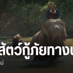 ทีมสุนัขกู้ภัย-k9-ร่วมกับทีมช้างกู้ภัยและอาสากว่า-90-ชีวิต-ฝ