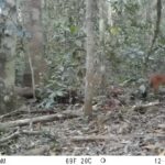 -เขาใหญ่ต้อนรับปี-2569-ด้วยของขวัญล้ำค่า-พบ-“เสือไฟ”-สัตว์