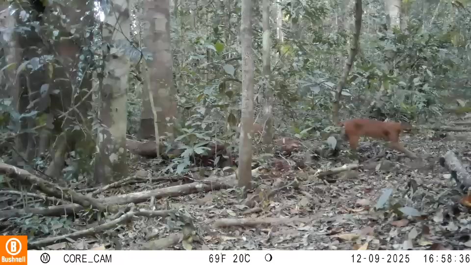 -เขาใหญ่ต้อนรับปี-2569-ด้วยของขวัญล้ำค่า-พบ-“เสือไฟ”-สัตว์