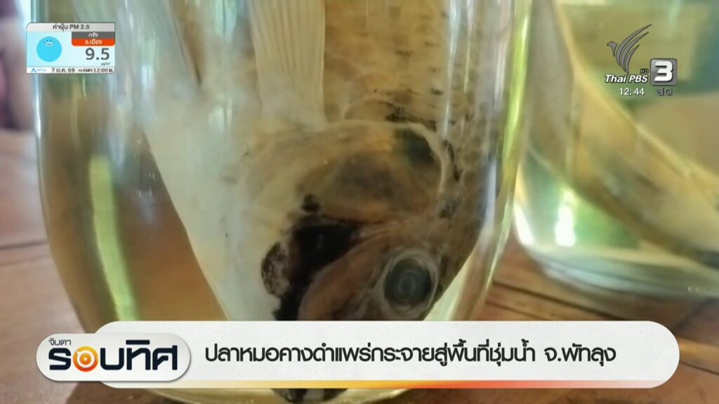 ปลาหมอคางดำแพร่กระจายสู่พื้นที่ชุมน้ำ-จ.พัทลุง-ข่าวไทยพีบีเ