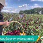 แจกพันธ์ุกระเจี๊ยบแดงกำแพงแสนม่วงจัมโบ้-ข่าวใต้แลได้ที่เรา