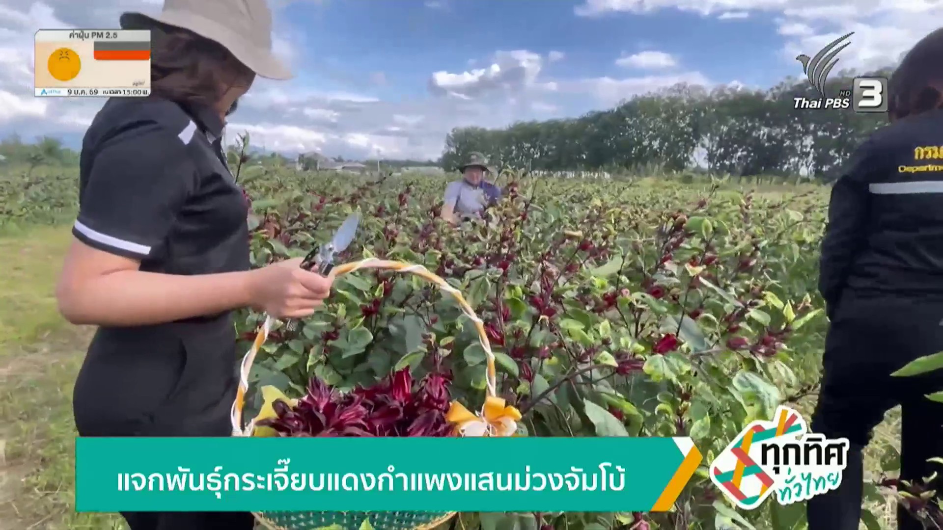 แจกพันธ์ุกระเจี๊ยบแดงกำแพงแสนม่วงจัมโบ้-ข่าวใต้แลได้ที่เรา