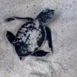 ต้อนรับสมาชิกใหม่-“ลูกเต่าตนุ”-รังที่-2-จากแม่สายรุ้ง-ฟักตัว