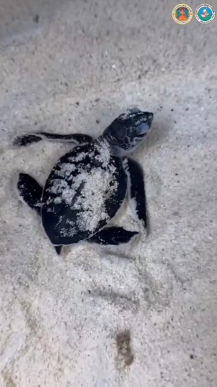 ต้อนรับสมาชิกใหม่-“ลูกเต่าตนุ”-รังที่-2-จากแม่สายรุ้ง-ฟักตัว