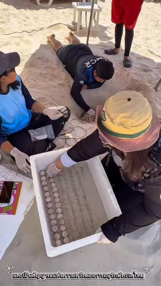 -ของขวัญวันเด็กจากท้องทะเล-ความร่วมมือกว่า-30-ปี-แม่เต่าห