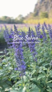 ðª»-บลูซัลเวีย-บานแล้วที่สระบุรี-ฟ้า–ม่วงละมุนสุดลูกหูลูกตา