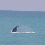 ตื่นตา-พบ-วาฬบรูด้า-โผล่หมู่เกาะอ่างทอง-ตอกย้ำความอุดมสมบ