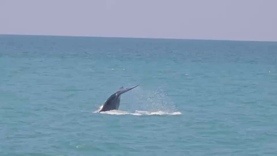 ตื่นตา-พบ-วาฬบรูด้า-โผล่หมู่เกาะอ่างทอง-ตอกย้ำความอุดมสมบ