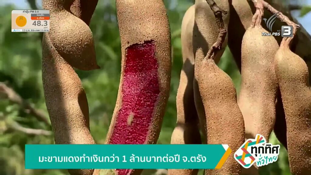 มะขามแดงทำเงินกว่า-1-ล้านบาทต่อปี-จ.ตรัง-ข่าวใต้แลได้ที่เรา