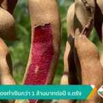 มะขามแดงทำเงินกว่า-1-ล้านบาทต่อปี-จ.ตรัง-ข่าวใต้แลได้ที่เรา