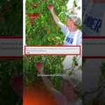 เตือนภัย  มิจฯ ลวงทำงาน ออสเตรเลีย อ้างรายได้หลักแสน ที่แท้งานทิพย์ ลวงมัดจำ : Thai PBS Verify