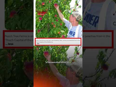 เตือนภัย  มิจฯ ลวงทำงาน ออสเตรเลีย อ้างรายได้หลักแสน ที่แท้งานทิพย์ ลวงมัดจำ : Thai PBS Verify