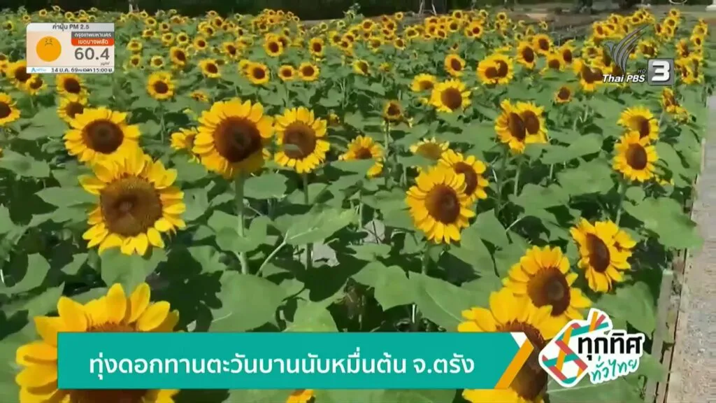 ทุ่งดอกทานตะวันบานนับหมื่นต้น-จ.ตรัง-ข่าวใต้แลได้ที่เรา-#th