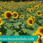 ทุ่งดอกทานตะวันบานนับหมื่นต้น-จ.ตรัง-ข่าวใต้แลได้ที่เรา-#th