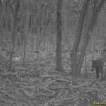 ฮือฮา-พบ-“แมวลายหินอ่อน”-สัตว์ป่าสงวนหาชมยากครั้งแรก-ณ-น้ำต