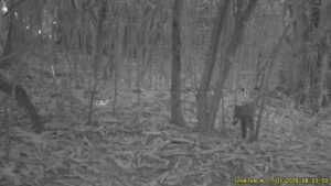 ฮือฮา-พบ-“แมวลายหินอ่อน”-สัตว์ป่าสงวนหาชมยากครั้งแรก-ณ-น้ำต