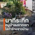 นาทีระทึก-หมูป่าลงจากเขาไล่ทำร้ายชาวบ้าน-อ.ท่าปลา-ครั้งที่-2