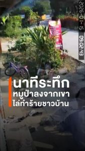 นาทีระทึก-หมูป่าลงจากเขาไล่ทำร้ายชาวบ้าน-อ.ท่าปลา-ครั้งที่-2