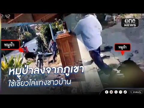 หมูป่าลงจากภูเขา ใช้เขี้ยวไล่แท-งชาวบ้าน | ข่าวนี้ต้องเล่า | สำนักข่าววันนิวส์