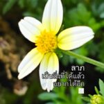 ว่าด้วยความอยากได้ลาภ-พระผู้มีพระภาคตรัสว่า-ภิกษุทั้งหลาย-บ-|-2026-01-16-15:01:00