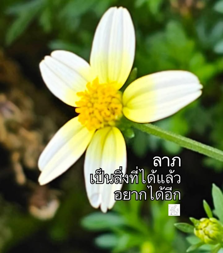 ว่าด้วยความอยากได้ลาภ-พระผู้มีพระภาคตรัสว่า-ภิกษุทั้งหลาย-บ-|-2026-01-16-15:01:00