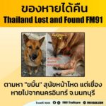 ตามหา-“ขมิ้น”-สุนัขหน้าโหด-แต่เชื่อง-หายไปจากนครอินทร์-จ.นนท-|-2026-01-17-14:21:00
