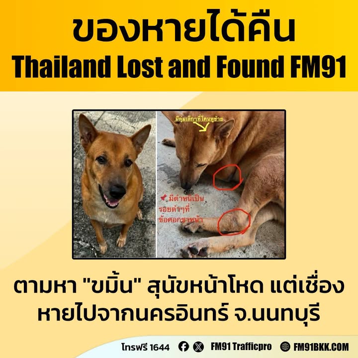 ตามหา-“ขมิ้น”-สุนัขหน้าโหด-แต่เชื่อง-หายไปจากนครอินทร์-จ.นนท-|-2026-01-17-14:21:00