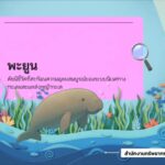 -ð¦­สำรวจพบ-“น้องพะยูน”-ในทะเลกระบี่อย่างต่อเนื่อง.-ดัชนีชี้