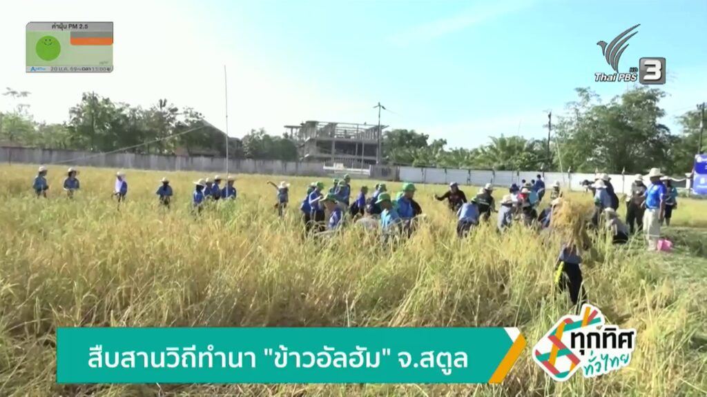 สืบสานวิถีทำนา-“ข้าวอัลฮัม”-จ.สตูล-ข่าวใต้แลได้ที่เรา-#thai