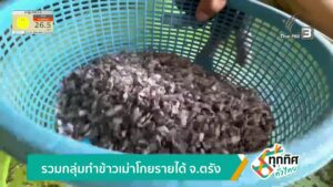 รวมกลุ่มทำข้าวเม่าโกยรายได้-จ.ตรัง-ข่าวใต้แลได้ที่เรา-#thai