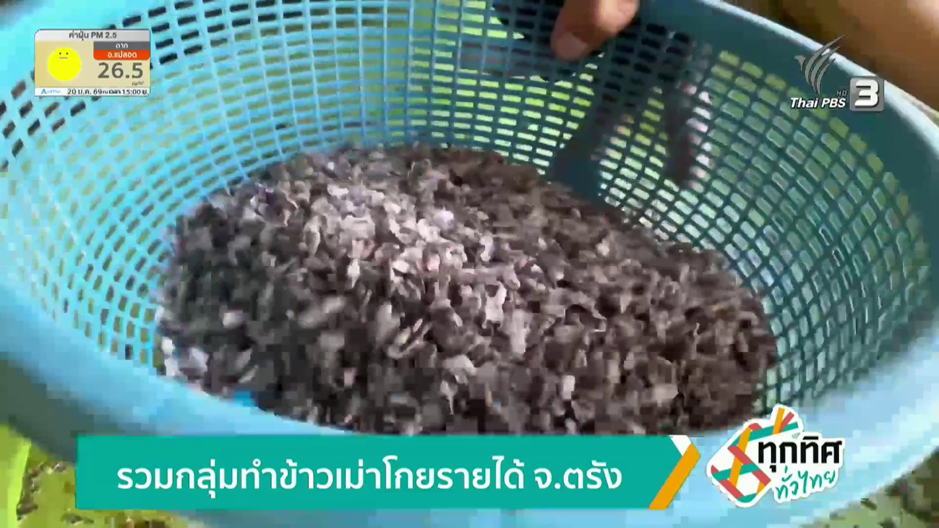 รวมกลุ่มทำข้าวเม่าโกยรายได้-จ.ตรัง-ข่าวใต้แลได้ที่เรา-#thai