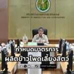 กระทรวงเกษตรฯ-เดินหน้ากำหนดมาตรการผลิตข้าวโพดเลี้ยงสัตว์-ปลอ-|-2026-01-20-19:01:00