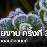 ดอยอินทนนท์หนาวจัด-พบเหมยขาบต่อเนื่อง-39-ครั้ง-ฤดูหนาวปี-256