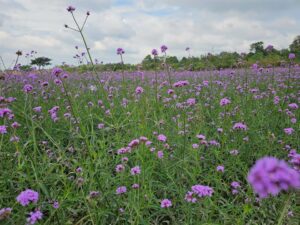สวัสดีวันเสาร์-พระพุทธองค์ตรัสว่า-อุโบสถเป็นวันศักดิ์ส-|-2026-01-24-01:26:00