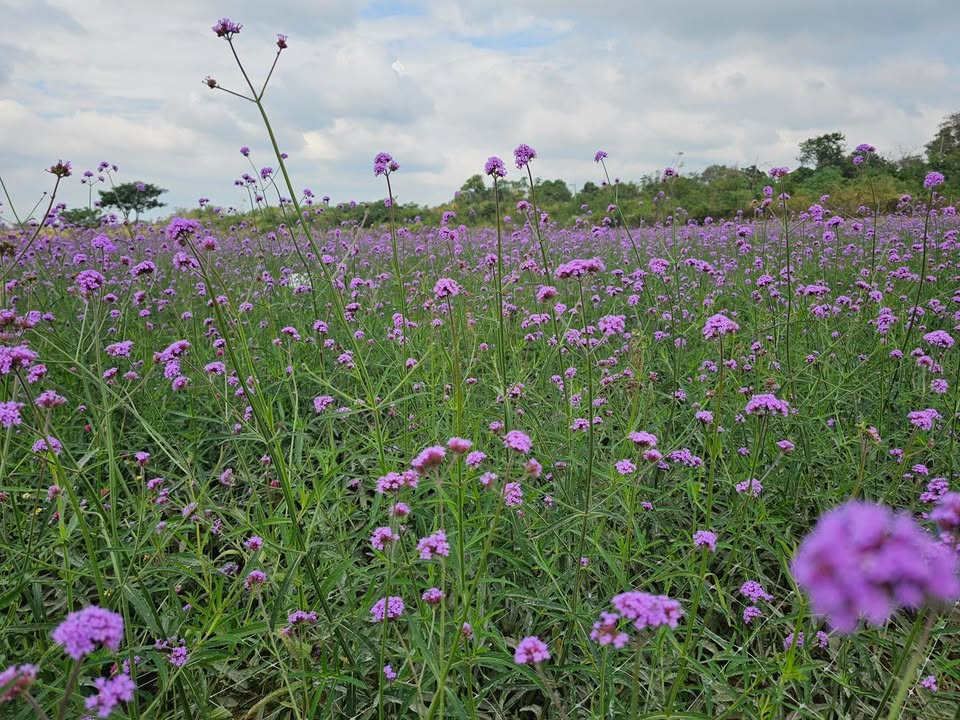 สวัสดีวันเสาร์-พระพุทธองค์ตรัสว่า-อุโบสถเป็นวันศักดิ์ส-|-2026-01-24-01:26:00