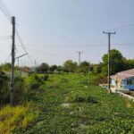 แน่นเลย-ปีนี้ผักตบชวาเยอะมากแน่นคลองไปหมด-พิกัดพื้นที่หอมศี-|-2026-01-25-07:35:00