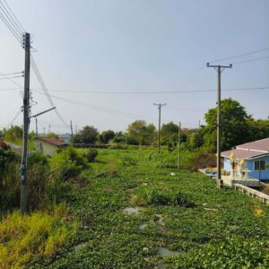 แน่นเลย-ปีนี้ผักตบชวาเยอะมากแน่นคลองไปหมด-พิกัดพื้นที่หอมศี-|-2026-01-25-07:35:00