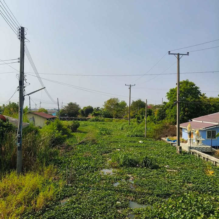 แน่นเลย-ปีนี้ผักตบชวาเยอะมากแน่นคลองไปหมด-พิกัดพื้นที่หอมศี-|-2026-01-25-07:35:00