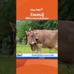 วัวแสนรู้ ใช้ไม้กวาดเกาหลังตัวเอง | สีสันทันโลก 25 ม.ค. 69