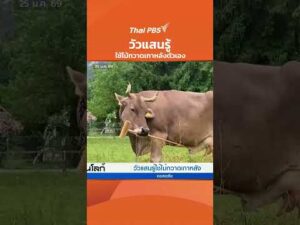 วัวแสนรู้ ใช้ไม้กวาดเกาหลังตัวเอง | สีสันทันโลก 25 ม.ค. 69