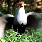 “ไก่ฟ้าพญาลอ”-สัตว์ป่าคุ้มครองสายพันธุ์ไทยที่โลกต้องจดจำ.-“