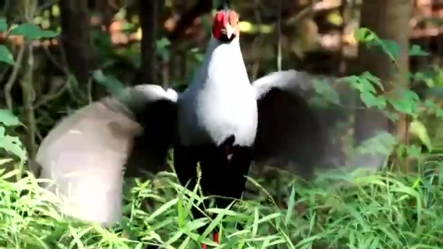 “ไก่ฟ้าพญาลอ”-สัตว์ป่าคุ้มครองสายพันธุ์ไทยที่โลกต้องจดจำ.-“