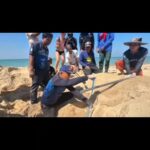 เฮลั่น.เต่ามะเฟืองขึ้นวางไข่-จำนวน-91-ฟอง-ณ-หาดบางหลุด-อ