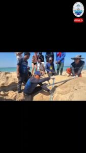 เฮลั่น.เต่ามะเฟืองขึ้นวางไข่-จำนวน-91-ฟอง-ณ-หาดบางหลุด-อ
