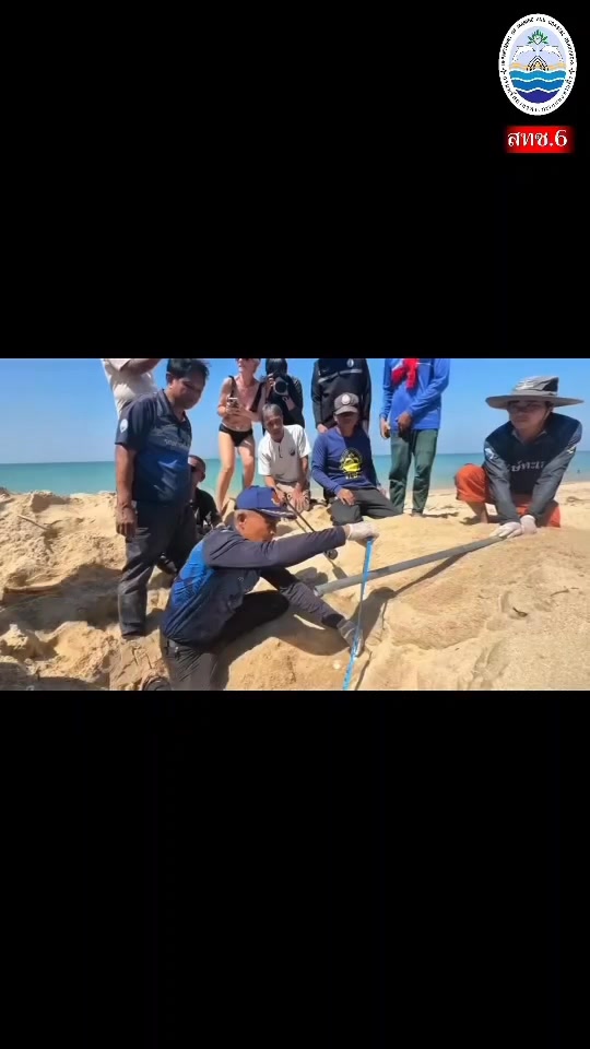 เฮลั่น.เต่ามะเฟืองขึ้นวางไข่-จำนวน-91-ฟอง-ณ-หาดบางหลุด-อ